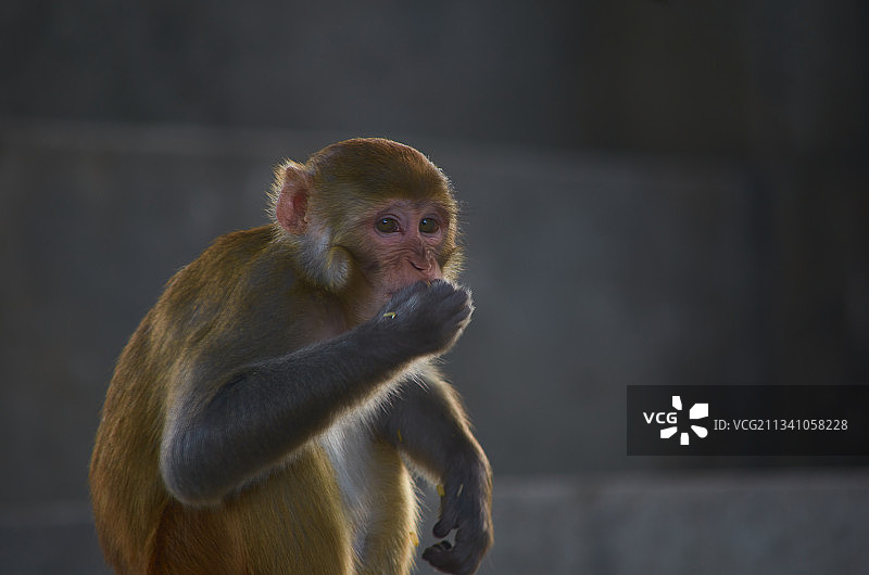 凝视远方的猕猴特写图片素材