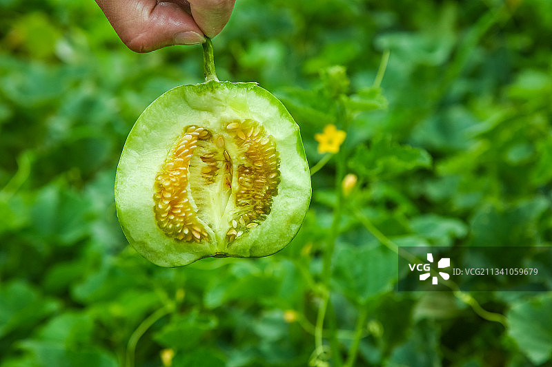 手里拿着绿宝石甜瓜图片素材
