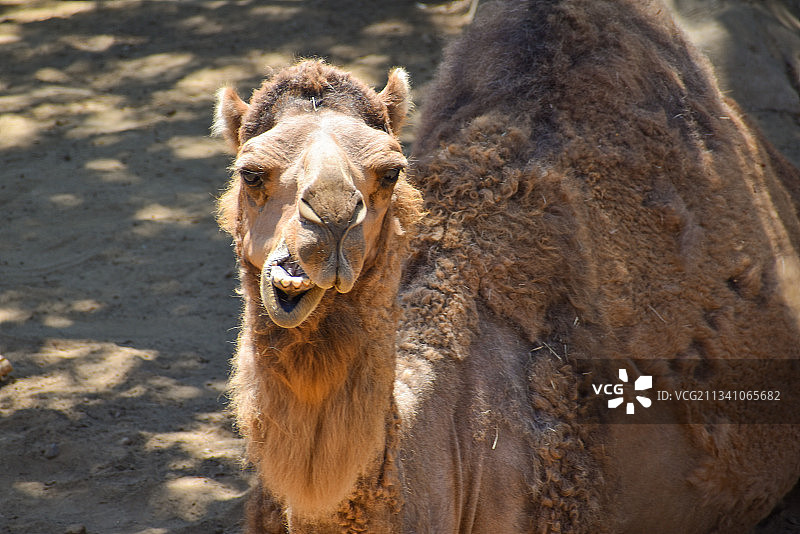 站在田野上的骆驼肖像，圣地亚哥，加利福尼亚州，美国图片素材