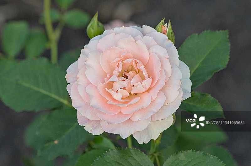 粉红玫瑰特写，俄罗斯图片素材