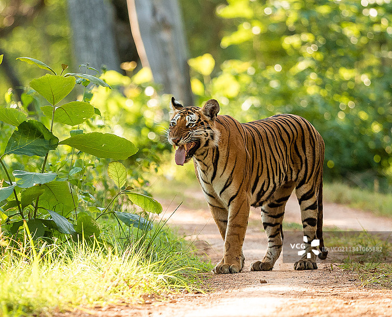 老虎站在印度卡纳塔克邦班迪布尔的田野上的肖像图片素材