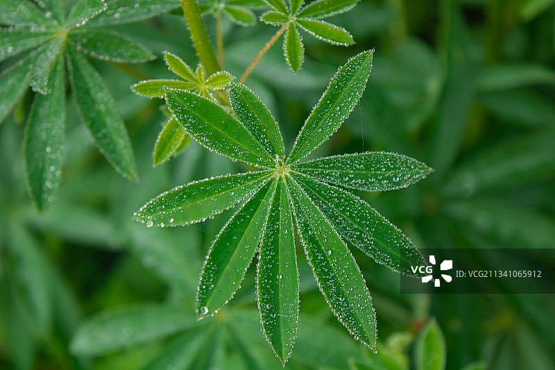 湿植物叶子特写，乌克兰图片素材