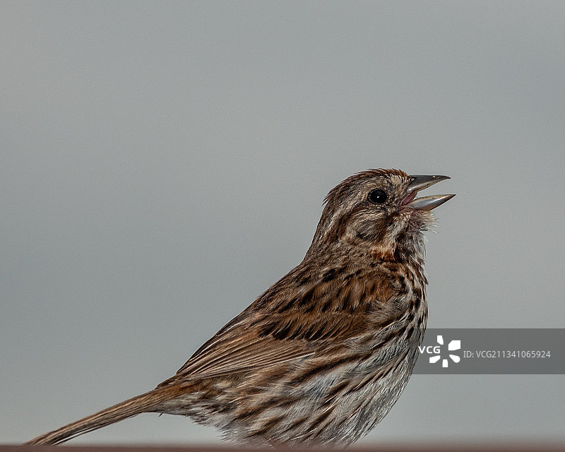 栖息在墙上的鸣禽雀类特写图片素材