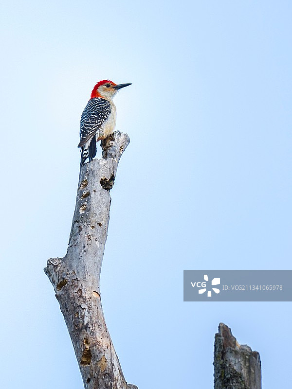 低角度仰望栖息在树上的热带啄木鸟，背景是晴朗的蓝天图片素材