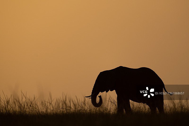 日落时分孤独的非洲象剪影，肯尼亚马赛马拉纳罗克图片素材