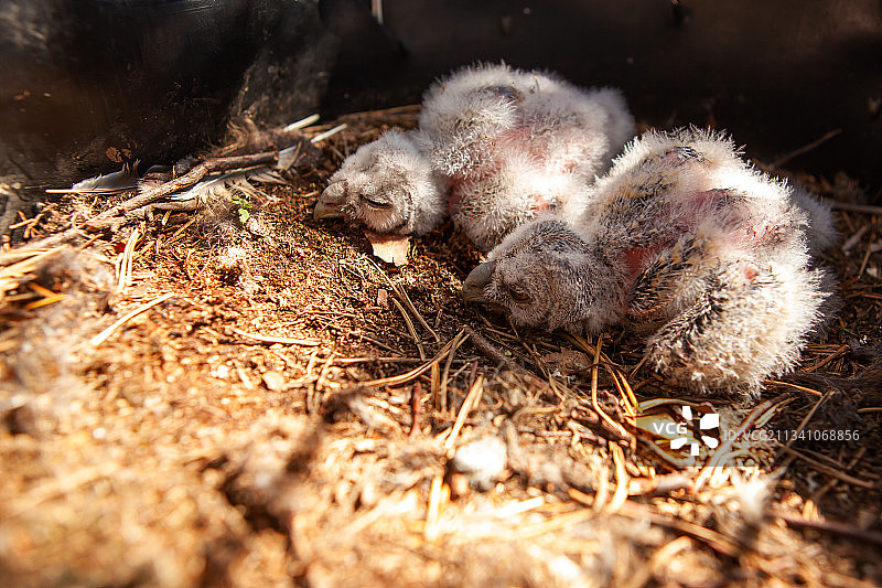从高角度拍摄的小鸡图片素材