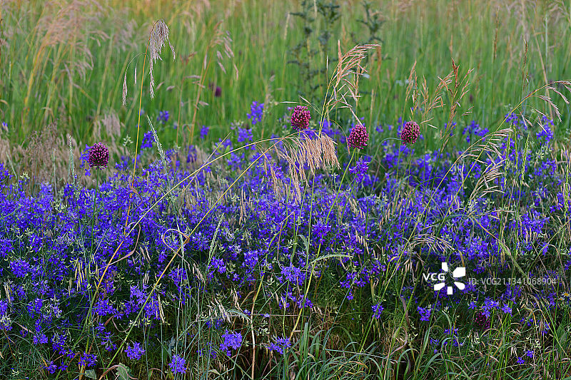 野外紫色开花植物的特写图片素材