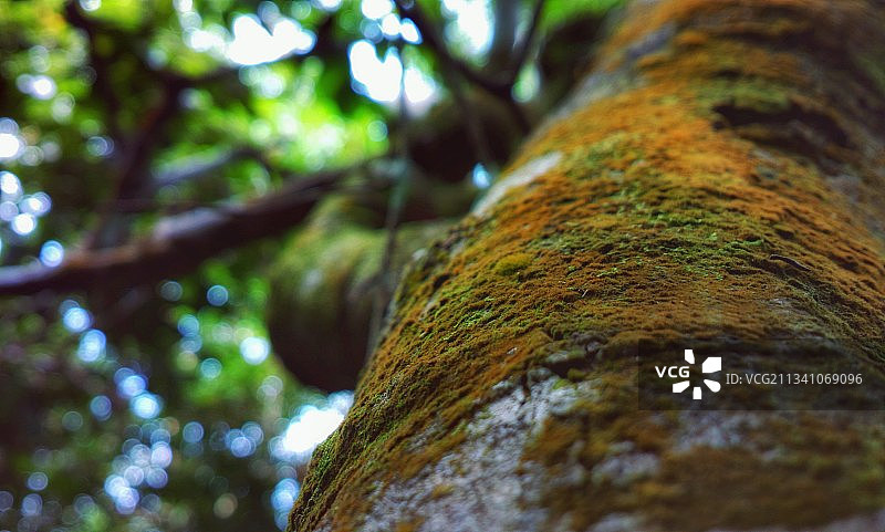 马来西亚吉打州兰卡威树干上生长的苔藓特写图片素材