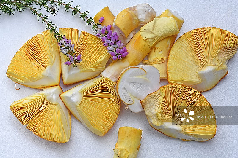 法国白色背景上的贝壳特写图片素材