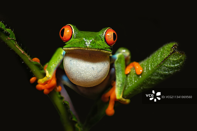 树蛙在树枝上的特写，黑色背景图片素材