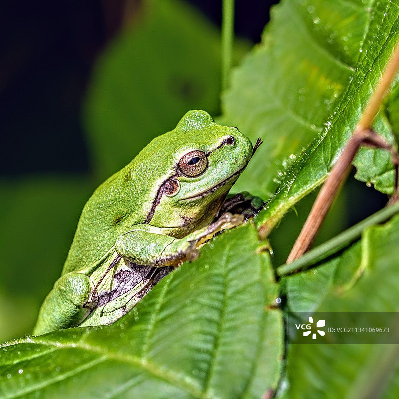 树叶上树蛙特写，荷兰海尔德兰哈勒图片素材