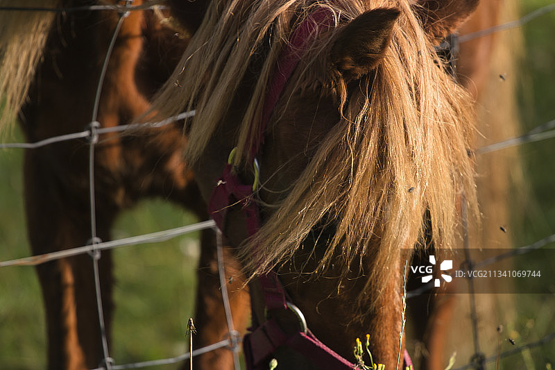 阿尔梅洛的马特写，荷兰图片素材