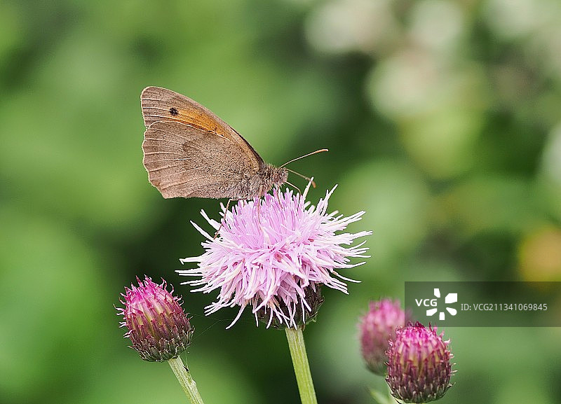 蓟花上采蜜的蝴蝶，英国温彻斯特图片素材