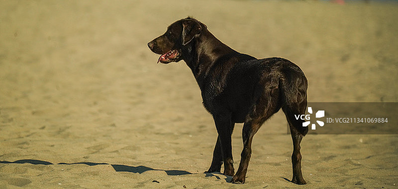拉布拉多寻回犬海滩肖像，美国加利福尼亚州亨廷顿海滩图片素材