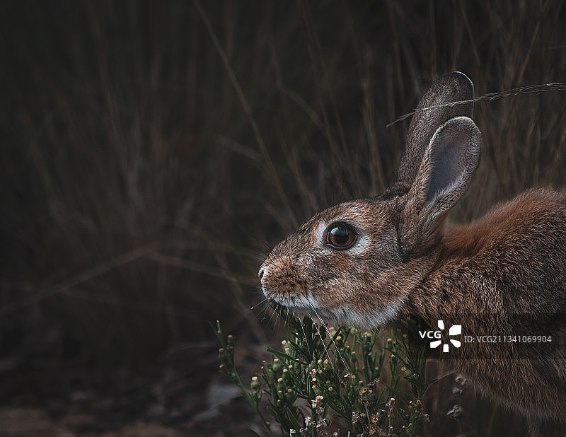 兔子在场上的特写镜头图片素材