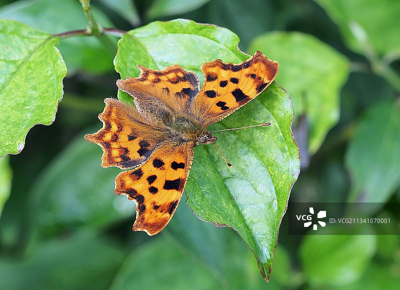 叶子上蝴蝶的特写，英国温切斯特图片素材
