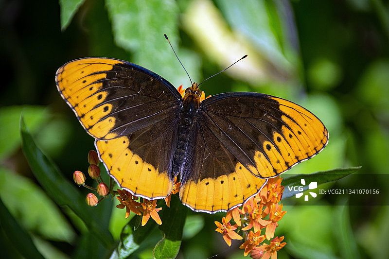 蝴蝶在花上采蜜特写，美国田纳西州图片素材