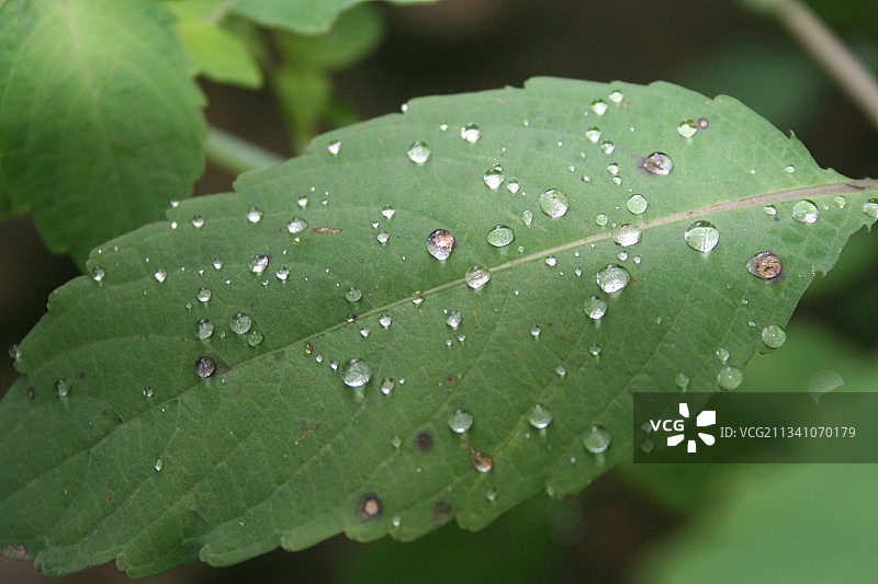 叶子上雨滴的特写，美国宾夕法尼亚州威尔科克斯图片素材
