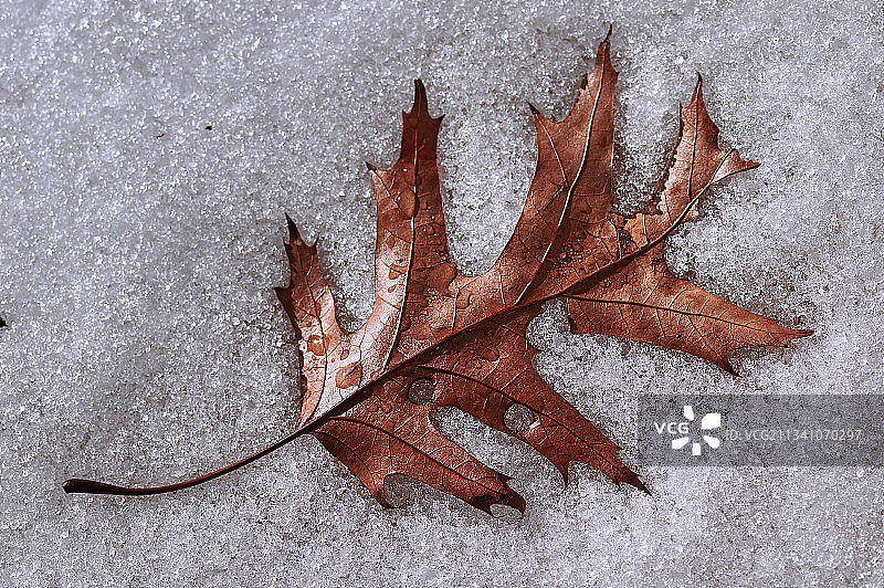 加拿大安大略省哈密尔顿冬季冰冻枫叶特写图片素材
