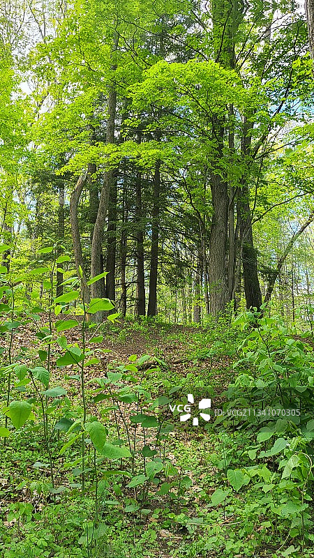美国森林中的树木图片素材