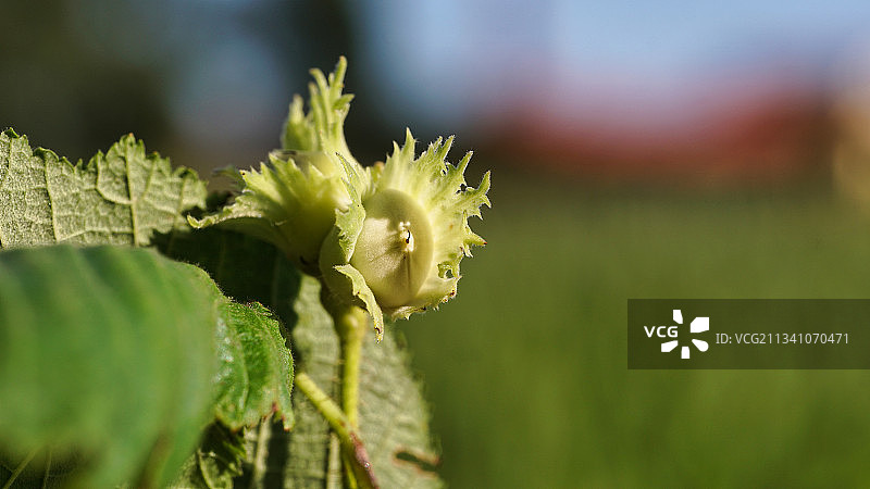 意大利的植物特写图片素材