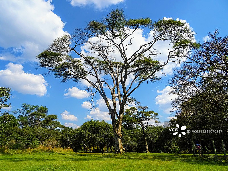 赞比亚卢萨卡，天空下的田野树木图片素材