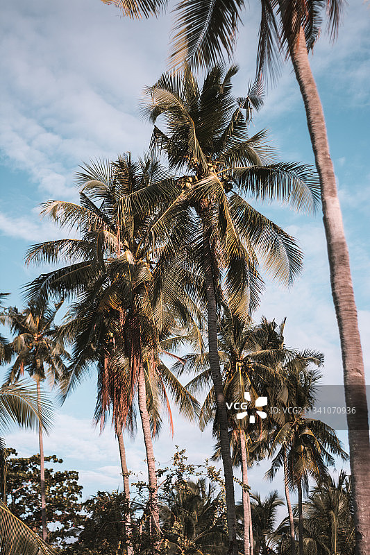 菲律宾达沃地区迪戈斯市的棕榈树仰视视角图片素材