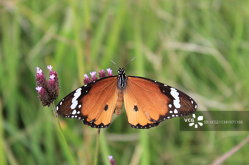 蝴蝶在花上授粉的特写镜头图片素材