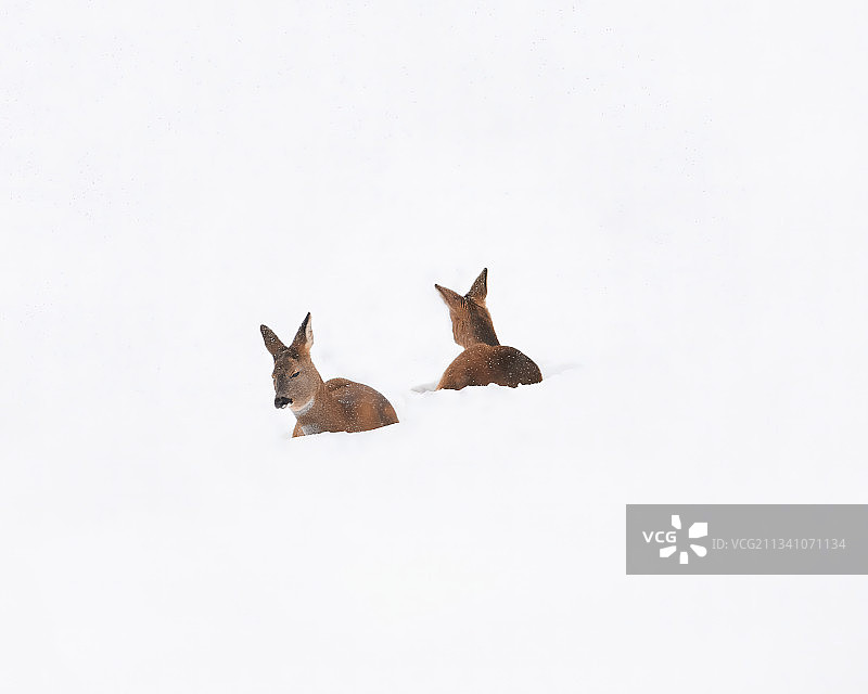 雪地哺乳动物高角度视图图片素材