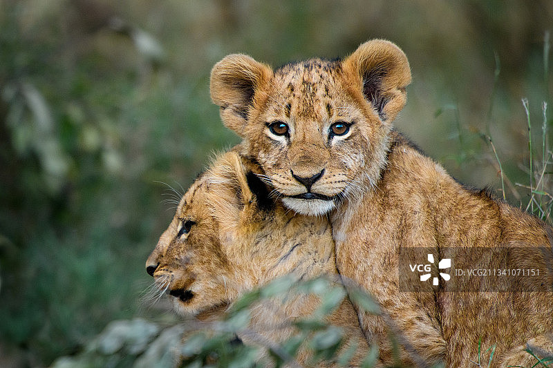 肯尼亚纳纽基奥尔佩杰塔保护区，狮子特写图片素材