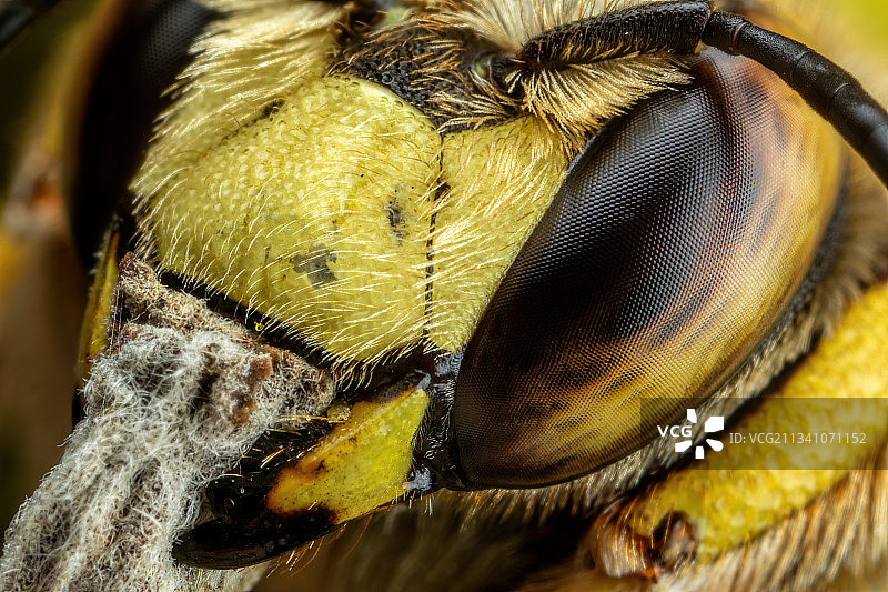 植物上的昆虫特写，意大利那不勒斯图片素材