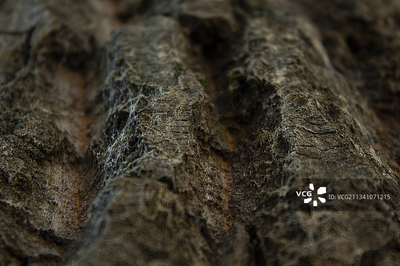 树干全景照片图片素材