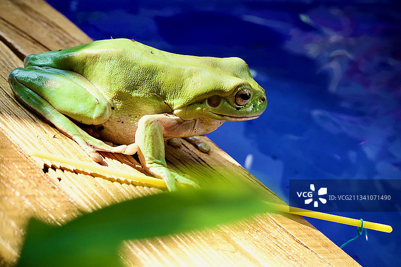 印度尼西亚西爪哇岛树蛙特写图片素材