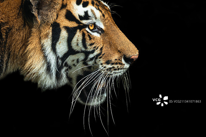 黑色背景下的老虎特写图片素材