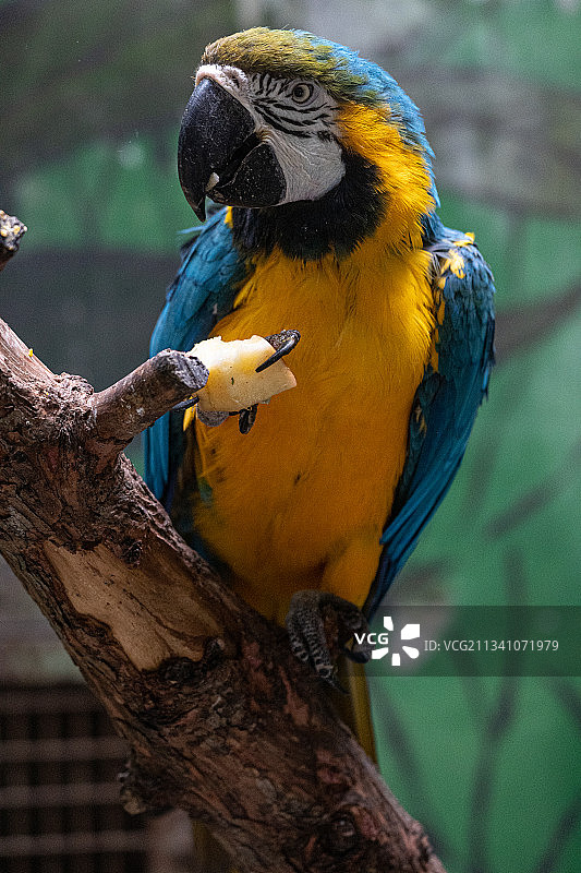 栖息在树枝上的蓝色金刚鹦鹉特写图片素材