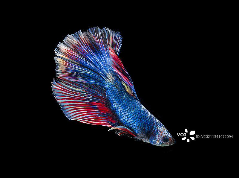黑色背景下的斗鱼特写图片素材