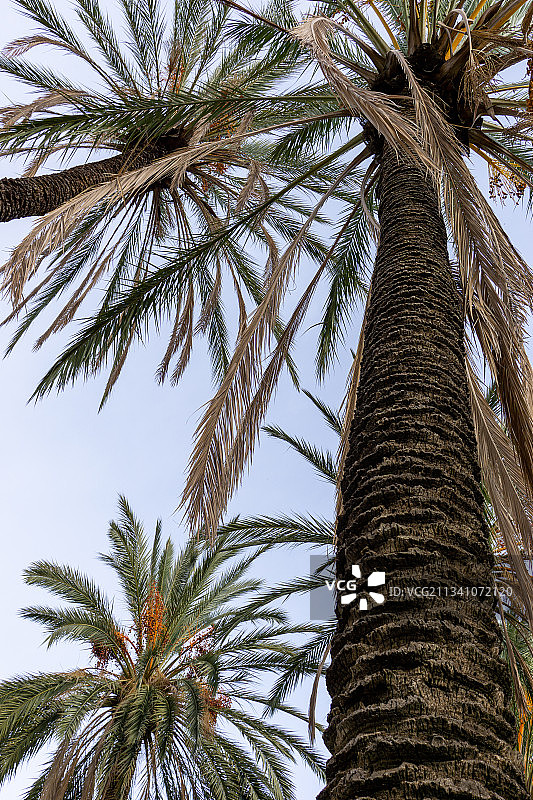 仰视角度拍摄的意大利巴勒莫棕榈树图片素材