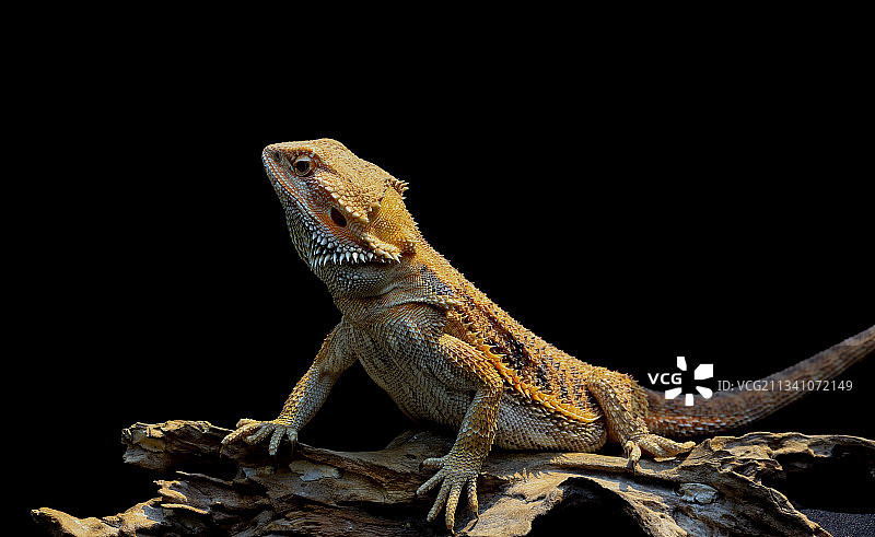 黑色背景下的木头上的蜥蜴特写图片素材