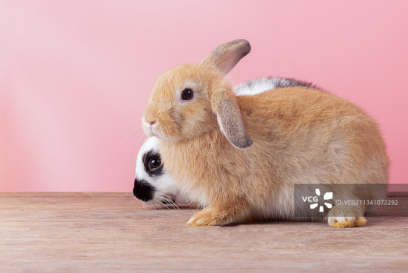 桌子上靠墙的兔子特写图片素材