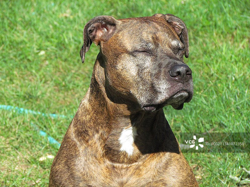 田野里坐着的纯种狗特写图片素材