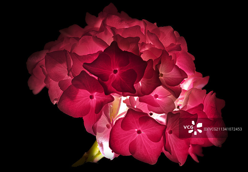 黑色背景下的花朵特写图片素材