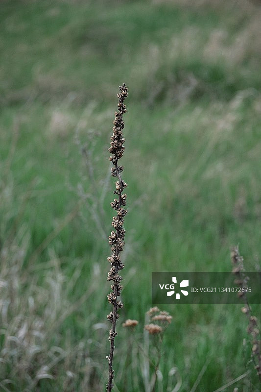乌克兰田野植物特写图片素材