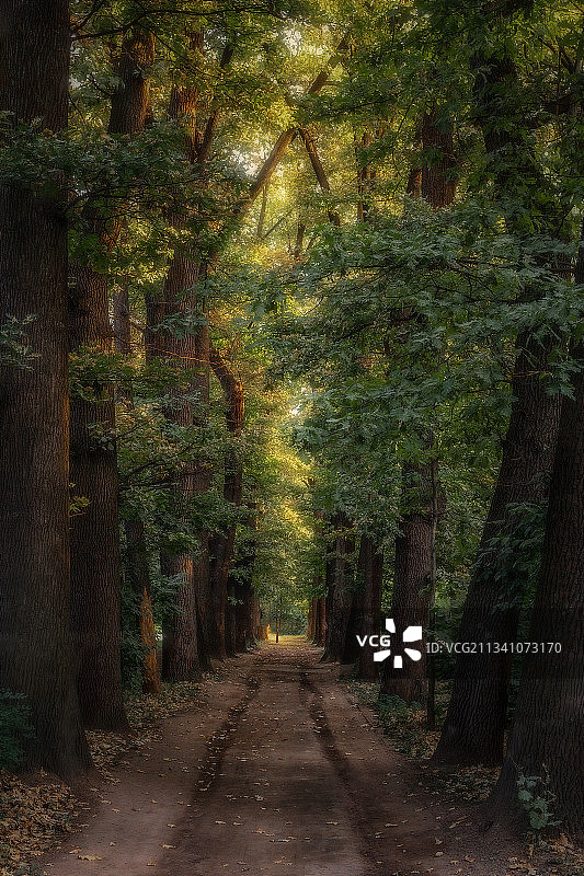 哈萨克斯坦森林中树木间的空旷道路图片素材