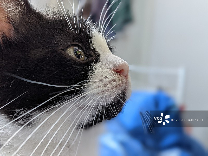 猫看向别处的特写图片素材