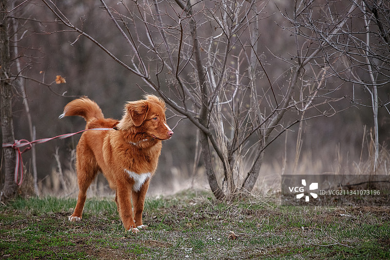狗狗在田野上行走，俄罗斯图片素材