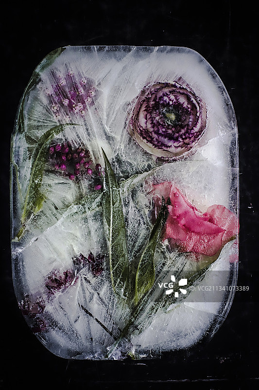 黑色背景下冰冻鲜花特写图片素材