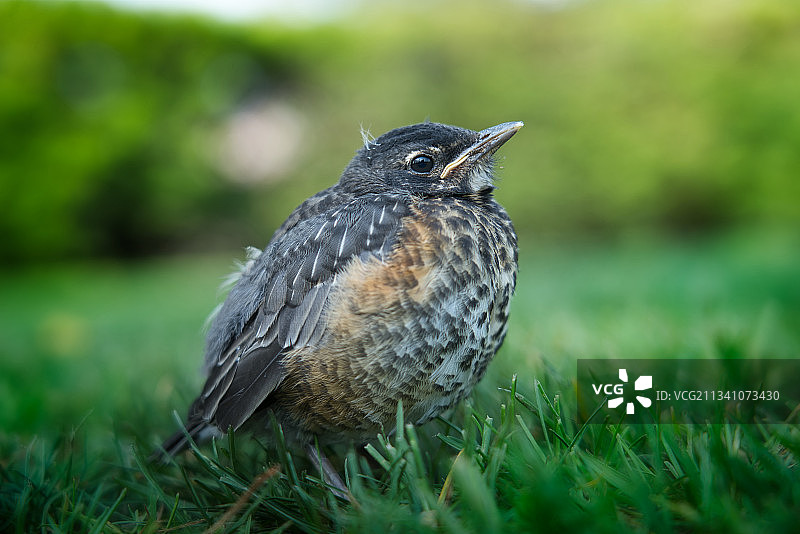 知更鸟栖息在草地上的特写，加拿大多伦多图片素材