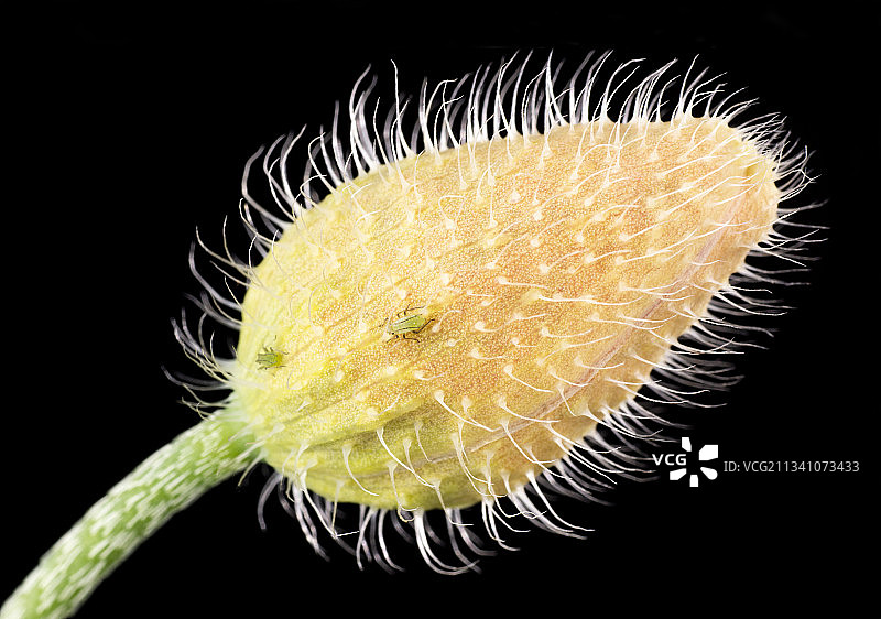 黑色背景下的植物毛毛虫特写图片素材