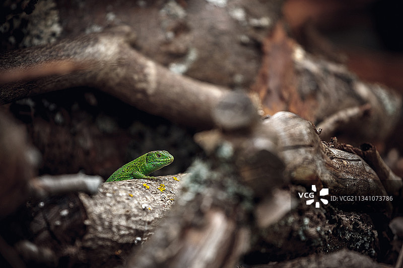 俄罗斯树干上的蜥蜴特写图片素材