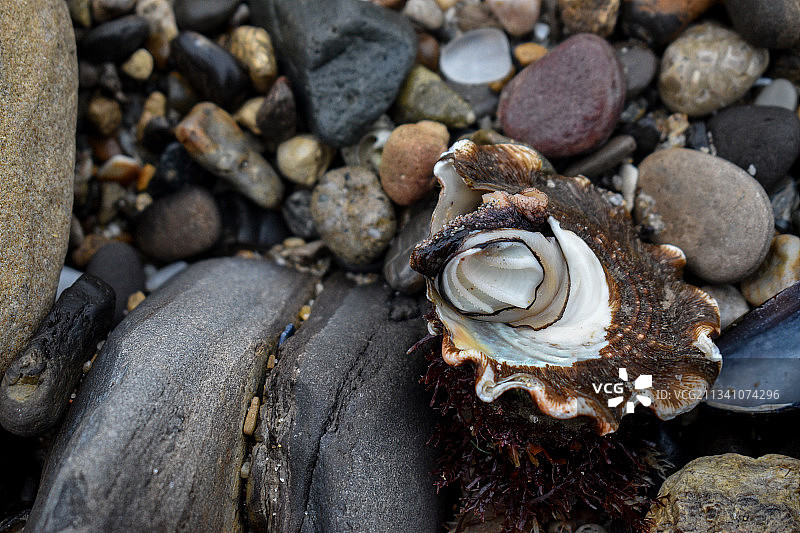 美国小科罗纳德尔玛海滩鹅卵石上的贝壳特写图片素材